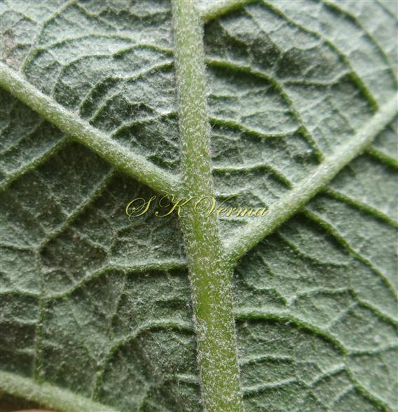    Leaf-a part - with stellate pubescence in abaxial view